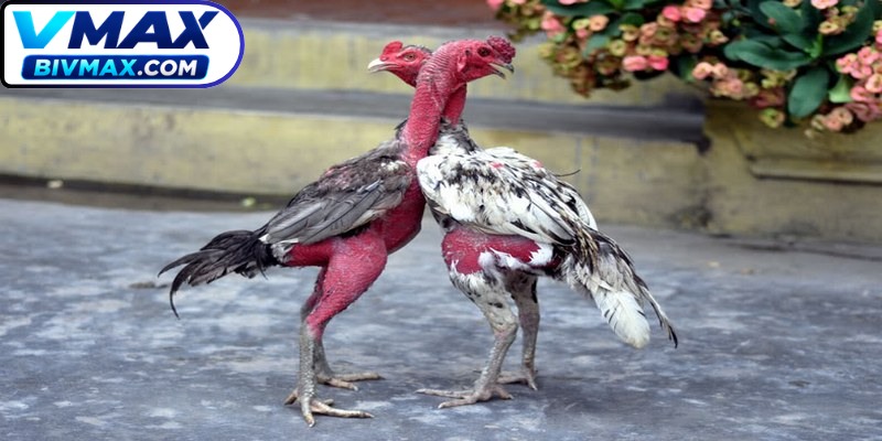Cách chọn gà đá hay để đạt thắng lợi do các bậc tiền bối chia sẻ
