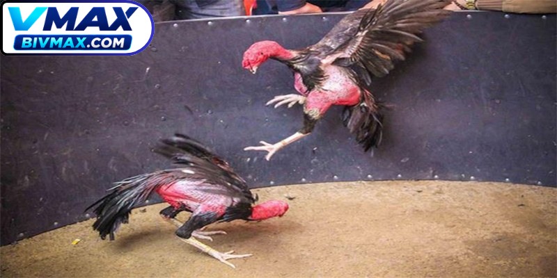 Những chú gà sở hữu ánh mắt sáng, linh hoạt được lựa chọn nhiều