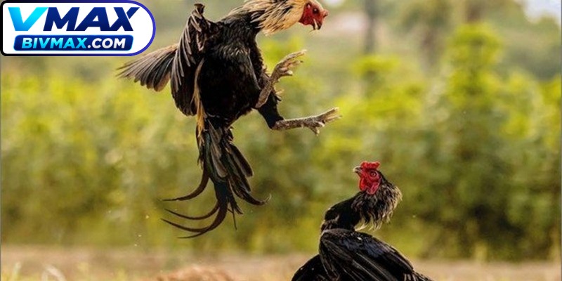 Tiến hành quá trình kiểm tra trực diện các cá thể gà rất quan trọng