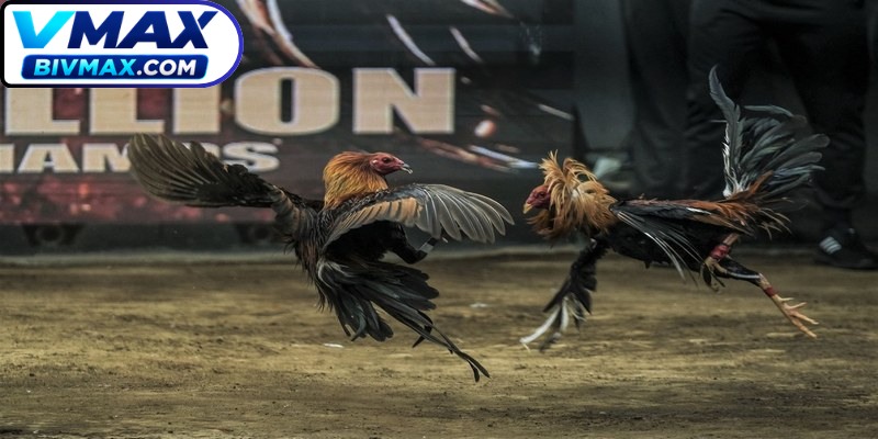Đá gà VMAX là một tụ điểm giải trí đặc sắc lôi cuốn nhất thị trường