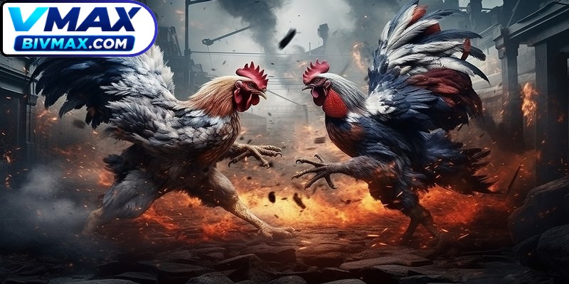 Mỗi sự kiện chọi kê đều có thời gian bắt đầu và kết thúc cụ thể