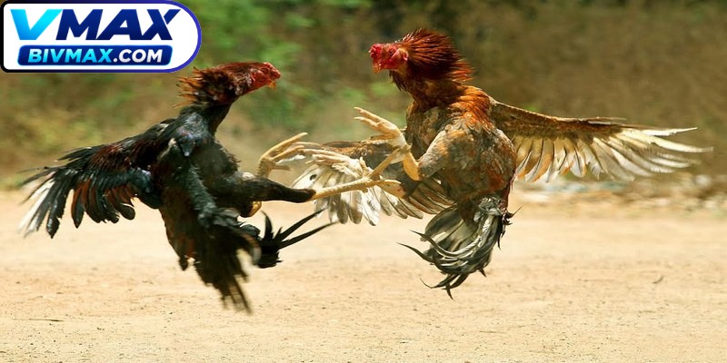 Chiêu thức đá hầu là một trong các mẹo chơi gà đỉnh cao hiện nay