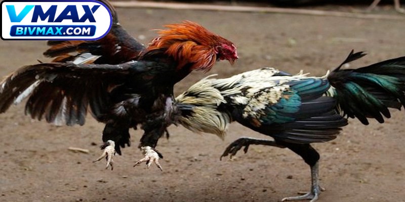 Mẹo đá gà cựa dao ẵm trọn tiền thưởng cực kỳ hiệu quả hiện nay