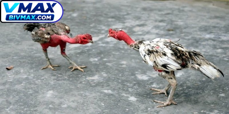 Anh em tham gia cần thấu hiểu và đối mặt với rủi ro khi đá cựa dao
