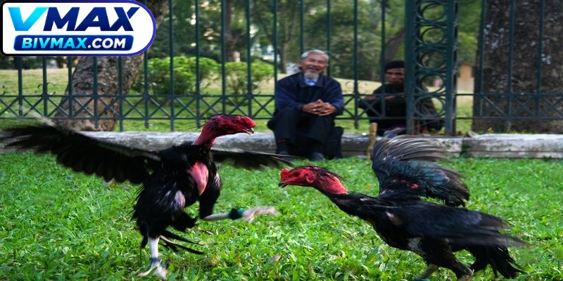 Kiểm tra kết quả đối đầu giữa đôi bên cũng là bí kíp cược chọi gà