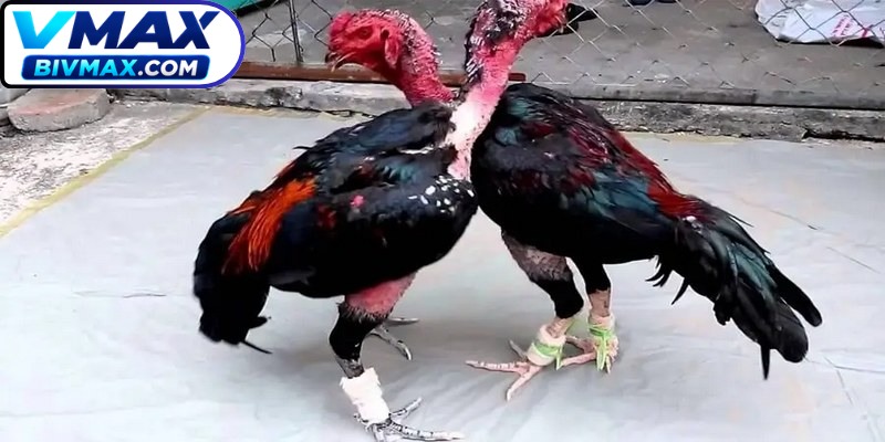Mẹo đá gà cựa sắt là bí quyết cốt lõi mà bất kỳ sư kê nào cũng cần hiểu