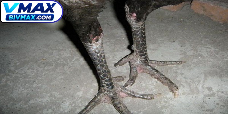 Mẹo xem chân gà đá từ các bậc sư kê lão luyện luôn rất hiệu quả