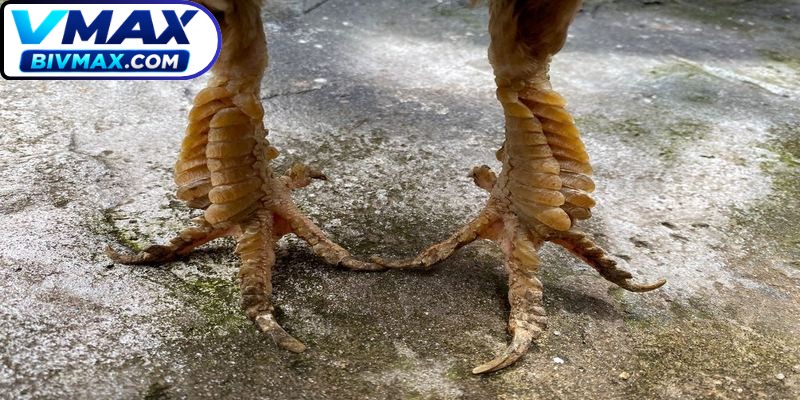 Mẹo xem vảy gà đá chuẩn xác từ các sư kê lão luyện nên áp dụng